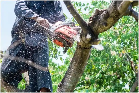 tree services Okauchee Lake